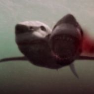 2 headed shark attack pic 3