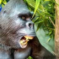 David Dockerty King Kong close up