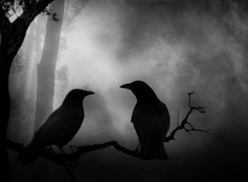 crows by Favim